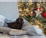 Puppy Gravy Shih Tzu