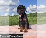 Small Photo #5 Doberman Pinscher Puppy For Sale in POMEROY, OH, USA