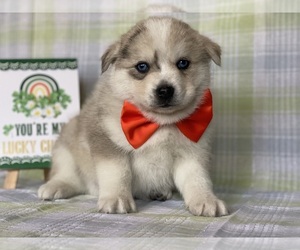 Pomsky-Shiba Inu Mix Puppy for sale in LANCASTER, PA, USA