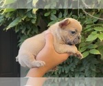 Small #2 French Bulldog