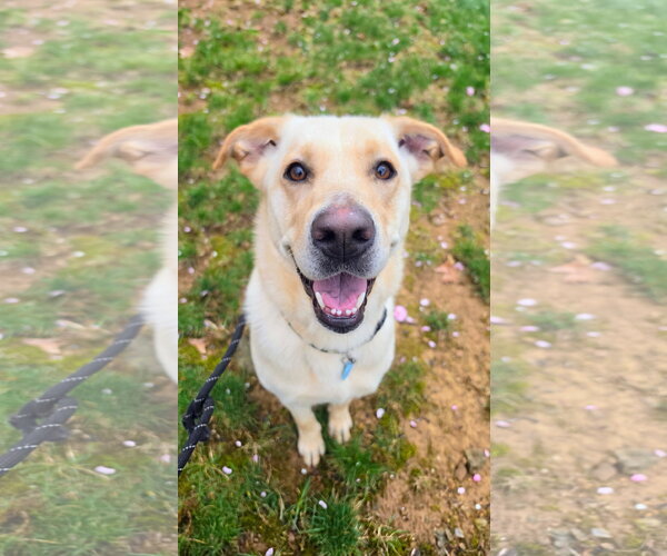 Medium Photo #1 Mutt Puppy For Sale in Rockaway, NJ, USA