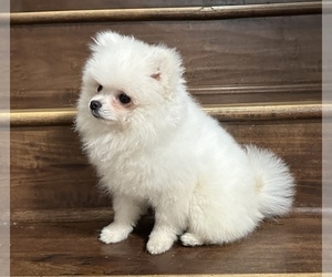 Pomeranian Puppy for sale in ANTELOPE, CA, USA