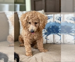Father of the Aussie-Poo puppies born on 05/10/2025