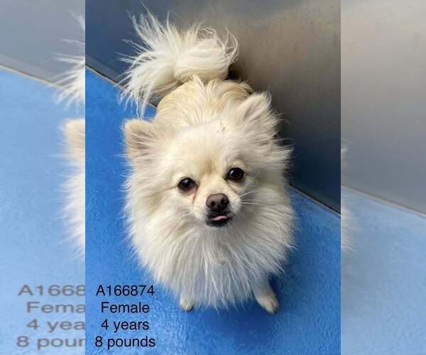 Medium Photo #1 Pomeranian-Unknown Mix Puppy For Sale in Calgary, Alberta, Canada