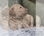 Small #3 Poodle (Standard)