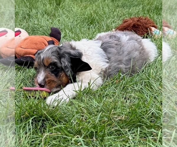 Medium Photo #4 Bernedoodle (Miniature) Puppy For Sale in ROY, UT, USA