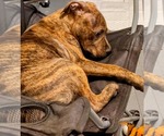 Small #3 American Staffordshire Terrier Mix
