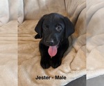 Image preview for Ad Listing. Nickname: Litter of 8