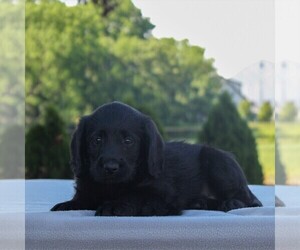 Labradoodle-Poodle (Miniature) Mix Puppy for sale in GAP, PA, USA