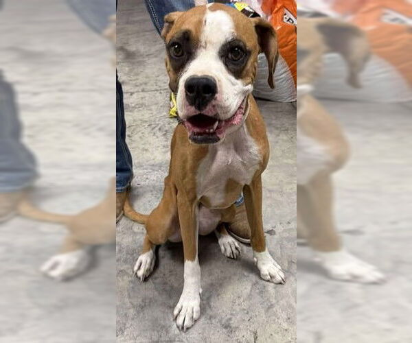 Medium Photo #4 Boxer Puppy For Sale in Austin, TX, USA