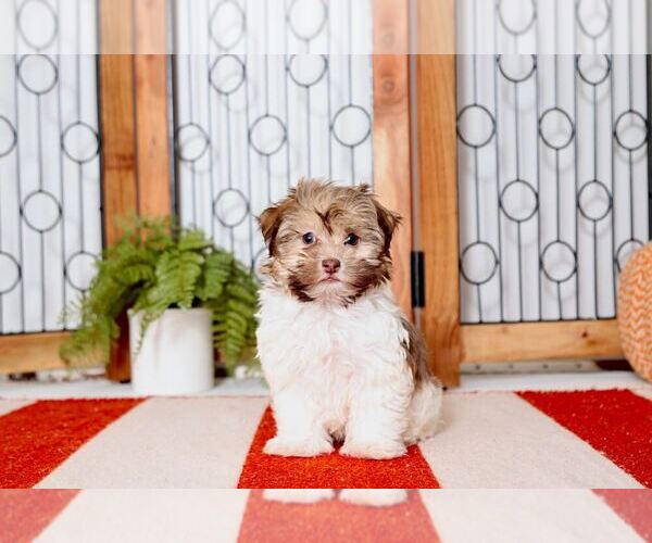 Medium Photo #3 Havanese Puppy For Sale in NAPLES, FL, USA