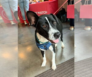Horace (Bessie Litter) - Male Mutt Dog for Adoption - Photo #2