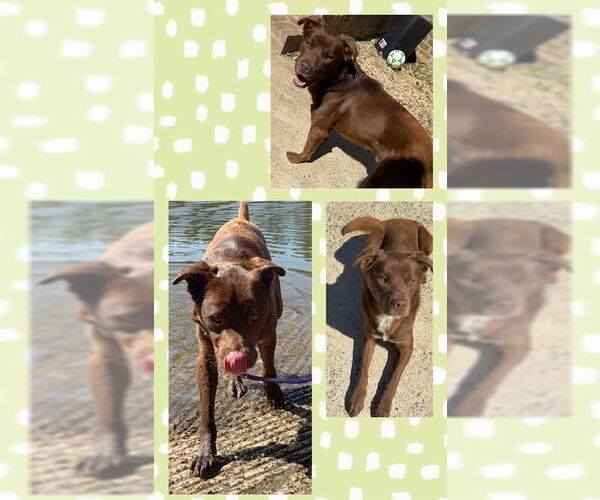 Medium Photo #5 Labrador Retriever-Unknown Mix Puppy For Sale in Woodbury, NY, USA