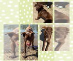 Small #4 Labrador Retriever Mix