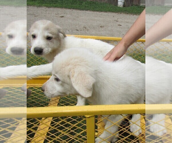 Medium Photo #5 Great Pyrenees Puppy For Sale in KALAMAZOO, MI, USA
