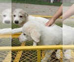 Small Photo #5 Great Pyrenees Puppy For Sale in KALAMAZOO, MI, USA