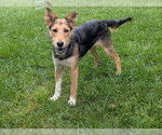 Small #1 Airedale Terrier-Collie Mix