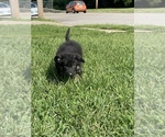 Small Photo #1 German Shepherd Dog Puppy For Sale in LEAVENWORTH, KS, USA