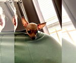 Small #3 Chihuahua