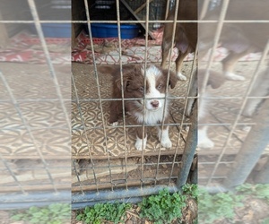 Miniature Australian Shepherd Puppy for sale in ADAIRSVILLE, GA, USA