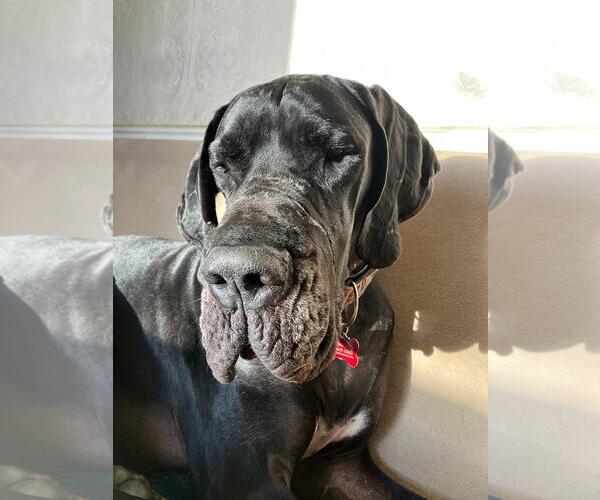 Medium Photo #5 Great Dane Puppy For Sale in Huntersville, NC, USA