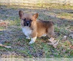 Small Photo #2 Pembroke Welsh Corgi Puppy For Sale in CLARK, MO, USA