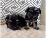 Small #5 Morkie