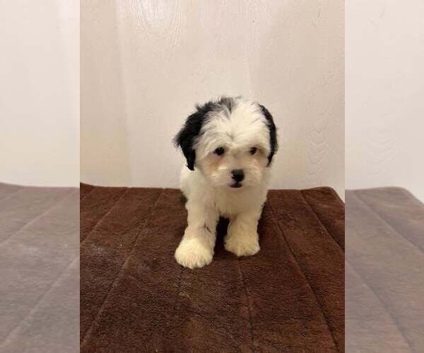 Medium Photo #4 Shih-Poo Puppy For Sale in LORANGER, LA, USA