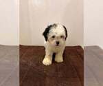 Litter of 5 - Male(s) and Female(s) Shih-PooLitter of Puppies for Sale - Photo #4