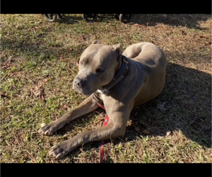 Father of the American Bandogge mastiff puppies born on 06/01/2025