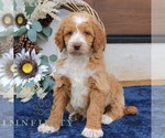 Small #2 Goldendoodle (Miniature)