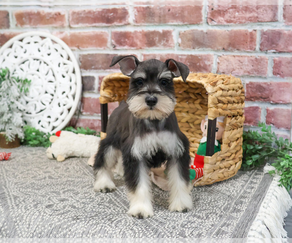 Medium Photo #4 Schnauzer (Miniature) Puppy For Sale in SYRACUSE, IN, USA