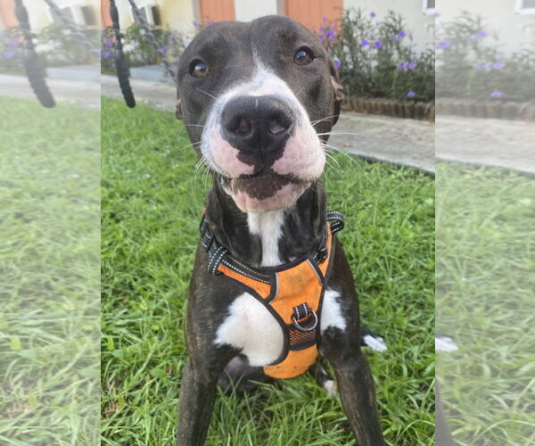 Medium Photo #3 Mutt Puppy For Sale in Miami, FL, USA