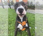 Small Photo #3 Mutt Puppy For Sale in Miami, FL, USA