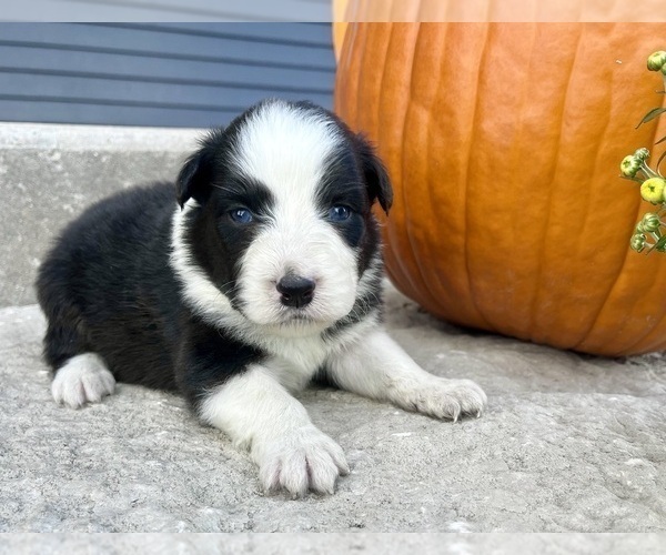Medium Photo #2 Australian Shepherd Puppy For Sale in LODA, IL, USA