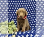 Small #1 Labrador Retriever