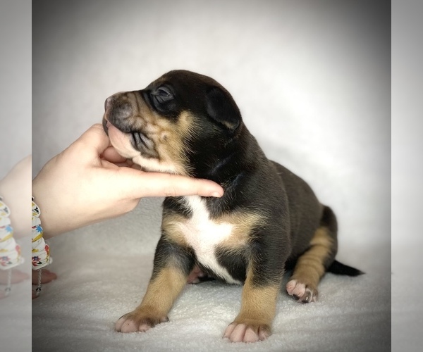 Medium Photo #1 American Bully Puppy For Sale in GETTYSBURG, PA, USA
