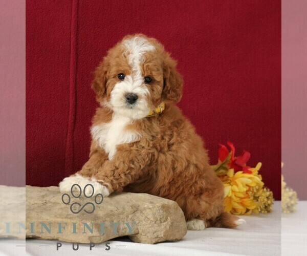 Medium Photo #4 Goldendoodle (Miniature) Puppy For Sale in GORDONVILLE, PA, USA