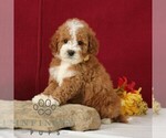 Small #3 Goldendoodle (Miniature)