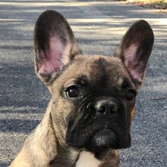French Bulldog Puppy for sale in CROSS JUNCTION, VA, USA