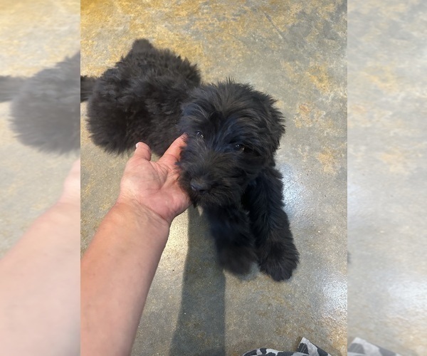 Medium Photo #6 F2 Aussiedoodle Puppy For Sale in BUSH, LA, USA