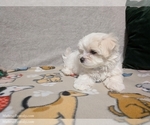 Small #1 Maltese