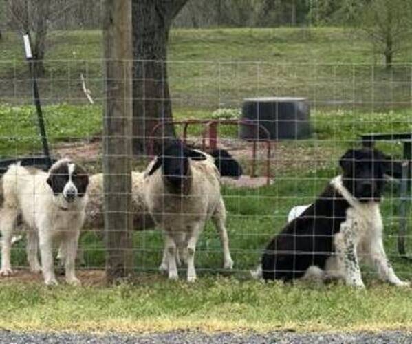 Medium Photo #3 Karakachan Puppy For Sale in ELM GROVE, LA, USA