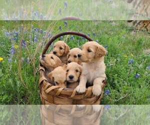 Goldendoodle Puppy for sale in BURNET, TX, USA