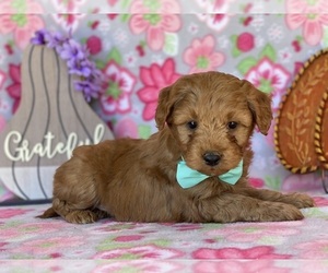 Goldendoodle (Miniature) Puppy for sale in LANCASTER, PA, USA