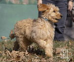 Small Photo #6 Goldendoodle Puppy For Sale in ELLENBORO, NC, USA