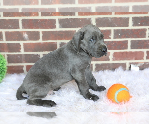 Medium Photo #5 Great Dane Puppy For Sale in GOSHEN, IN, USA