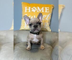 French Bulldog Puppy for sale in BOSTON, MA, USA