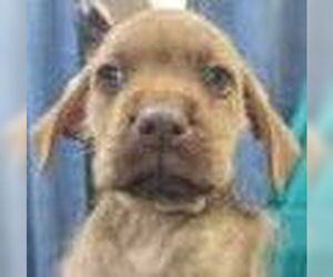 Mutt Dogs for adoption in Royal Palm Beach, FL, USA