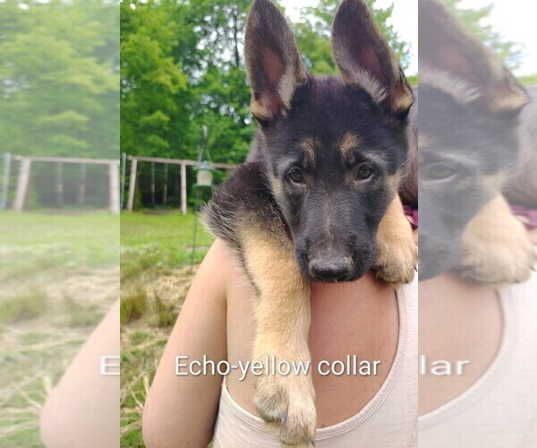 Medium Photo #3 German Shepherd Dog Puppy For Sale in BEAVER FALLS, PA, USA